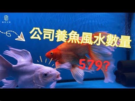 養魚數量吉數|養魚的數目與魚缸的講究